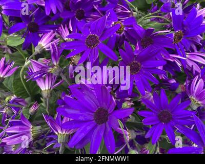 Top view on many isolated dark blue purple pericallis flowers in garden center Stock Photo