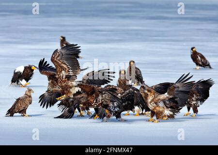 Group of eagles on ice. Steller's sea Birds feeding fish in the snow lake. Animal behaviour in winter.eagles, Haliaeetus pelagicus from Hokkaido, Japa Stock Photo