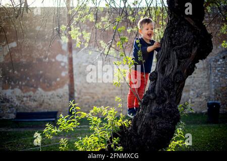 3 years old boy having fun climbing up on the tree in the park Stock Photo