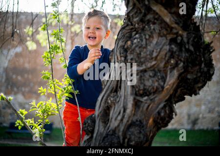 3 years old boy having fun climbing up on the tree in the park Stock Photo