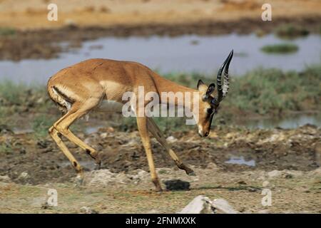 Impala - Male 'Pronging' Aepyceros melampus Etosha National Park, Namibia Stock Photo