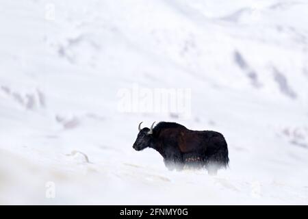 Wild yak, Bos mutus, large bovid native to the Himalayas, winter mountain codition, Tso-Kar lake, Ladakh, India. Yal from Tibetan Plateau, in the snow Stock Photo