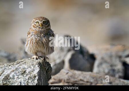 Little Owl, Athene noctua, high altitude sighting, 4620 m above the sea, Tso-Kar lake, Ladakh, Kashmir in India. Small owl in Asia, sitting on the sto Stock Photo