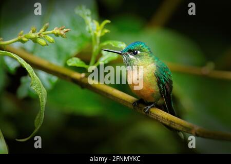 Humminbird from Colombia  in the bloom flower, Ecuador, wildlife from tropic jungle. Wildlife scene from nature.Long-tailed Sylph, Aglaiocercus kingi, Stock Photo