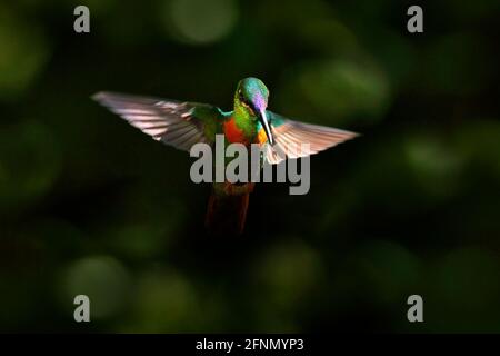 Gould’s Jewelfront, Heliodoxa aurescens, beautiful hummingbird in the dark green nature habitat, Sumaco, Ecuador. Shiny glossy bird in the habitat. Wi Stock Photo