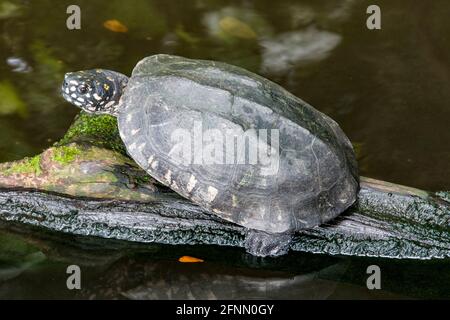 the Black pond turtle is a species of freshwater turtle endemic to South Asia. Mainly black with small yellowish spots, and a much-elevated carapace, Stock Photo