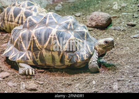 The Burmese star tortoise (Geochelone platynota) is a critically endangered, native to the dry, deciduous forests of Myanmar. Has radiating star-shape Stock Photo