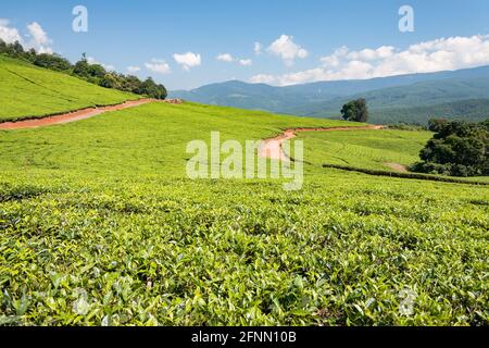 Tea plantation at Tzaneen, Limpopo, South Africa Stock Photo