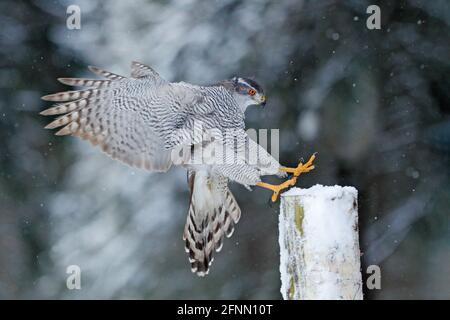 Goshawk flight, Germany. Northern Goshawk landing on spruce tree during winter with snow. Wildlife scene from winter nature. Bird of prey in the fores Stock Photo