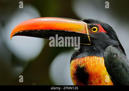 Fiery-billed Aracari, Pteroglossus frantzii, bird with big bill. Toucan sitting on the branch in the forest, Costa Rica. Birdwatching travel in centra
