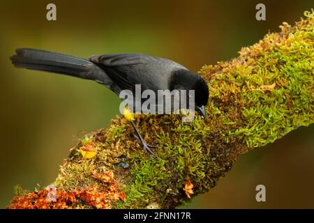 Yellow-thighed finch, Pselliophorus tibialis, bird endemic to the highlands of Costa Rica and western Panama. Black bird with yellow legs. Tropic wild Stock Photo