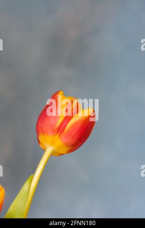 Orange -yellow tulip isolated on blue background.Happy holiday card.  Stock Photo