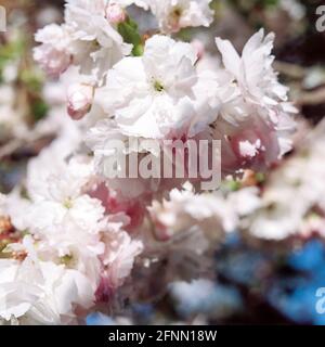 Ornamental cherry blossom, Medstead, Hampshire, England, United Kingdom. Stock Photo
