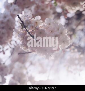 Ornamental cherry blossom, Medstead, Hampshire, England, United Kingdom. Stock Photo