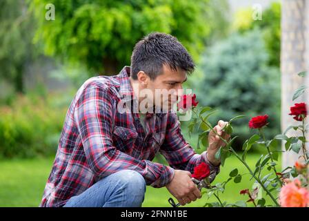 Handsome young gardener with scissors smelling beautiful red rose in garden Stock Photo