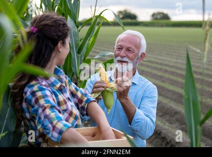 Father and daughter working on family agricultural business, checking corn quality in field in summer time Stock Photo