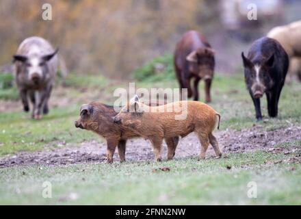 Mangalitsa pigs walking on meadow in forest. Traditional organic livestock breeding Stock Photo