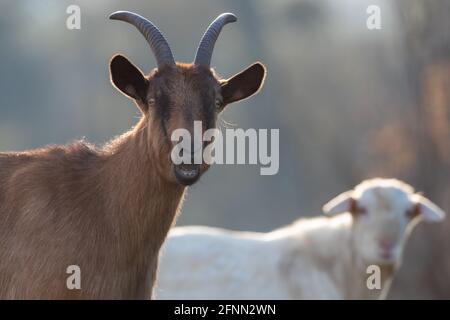 Alpine and saanen goat standing on meadow in forest. Traditional organic livestock breeding Stock Photo