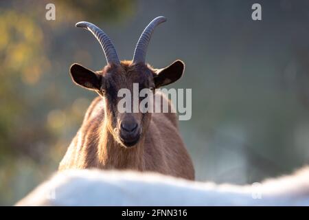 Portrait of brown alpine goat outdoor. Traditional organic breeding, walking free in nature concept Stock Photo