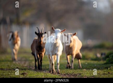 Flock of different goat breeds walking free on meadow in forest. Organic traditional farming Stock Photo