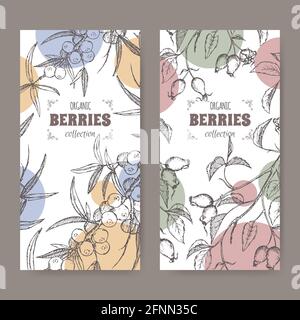 Set of two labels with dog rose and Common sea buckthorn branch sketch. Berry fruits series. Stock Vector