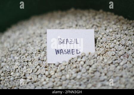 organic washed process green coffee beans waiting for roasting in the coffee house by roster. Stock Photo