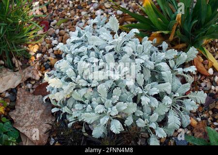 Partridge feather (Tanacetum densum ssp. amani) Stock Photo