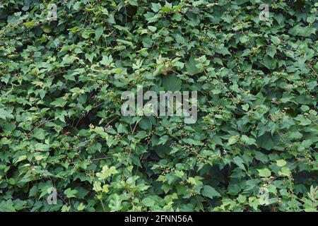 Creeper (Ampelopsis heterophylla). Called Porcelain berry, Amur peppervine and Wild grape also. Another scientific name is Ampelopsis grandulosa var. Stock Photo