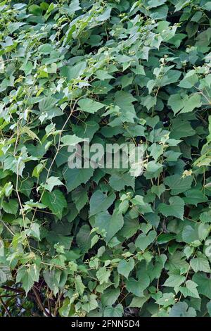 Creeper (Ampelopsis heterophylla). Called Porcelain berry, Amur peppervine and Wild grape also. Another scientific name is Ampelopsis grandulosa var. Stock Photo