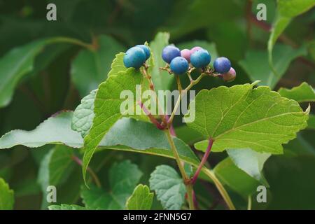 Creeper (Ampelopsis heterophylla). Called Porcelain berry, Amur peppervine and Wild grape also. Another scientific name is Ampelopsis grandulosa var. Stock Photo