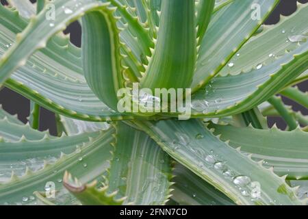 Variegated Candelabra aloe (Aloe arborescens Variegata Stock Photo - Alamy