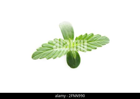 Cannabis sprout close-up isolated on white background. Fresh young marijuana leaves grows in soil, flat lay. Growing concept. Stock Photo