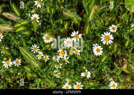 landscape of wild small flowers in springtime Stock Photo