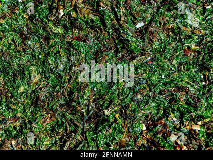 Background of green fresh seaweed washed up on the seashore Stock Photo