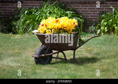 tulips in wheelbarrow Stock Photo