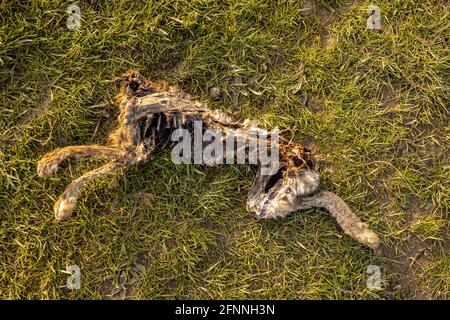 Flood plain victim with animal corpse decaying in field Stock Photo