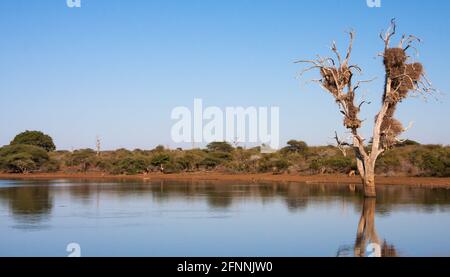 Sunset Dam near Lower Sabie rest camp in Kruger National Park, South Africa panoramic view with wildlife in the background Stock Photo