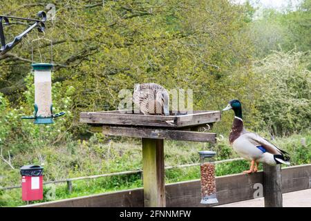 A pair of mallard ducks, Anas platyrhynchos, on a garden bird table. Stock Photo