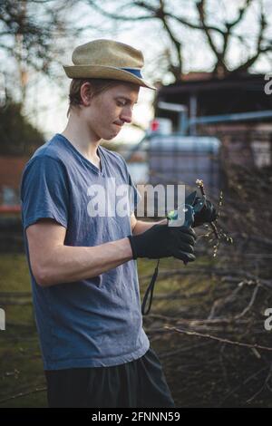 blond muscleman is working hard to cut through the thick branch and finish the job in the late afternoon. A man in his 20s and 26s, wearing black work Stock Photo