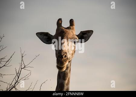 Head of female giraffe (Giraffe camelopardalis) facing camera in late afternoon light. Dinnokeng Big 5 Game Reserve, Gauteng, South Africa. Stock Photo