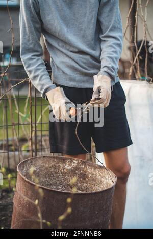 Detail of the deployment of a young temporary worker in a forest environment while cutting branches. Sharp scissors cut through a small tree stem like Stock Photo