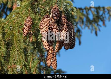 Ripe spruce cones on the tree Stock Photo