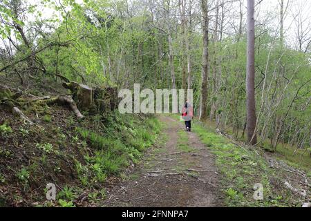 rear view of one walker on track through woods Stock Photo