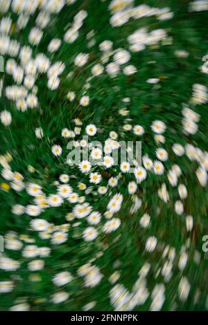 chamomile field from top with a twist zoom effect. Stock Photo