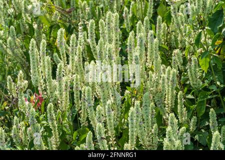 White shrimp plant (Justicia betonica) - Davie, Florida, USA Stock Photo