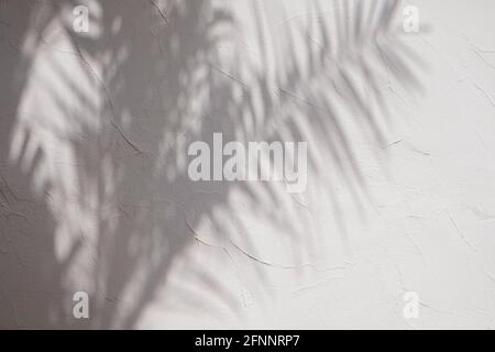 Shadows of tropic palm leaves on the white wall. Stock Photo
