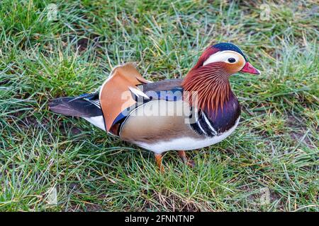 Male mandarin duck (Aix galericulata) on the grass Stock Photo