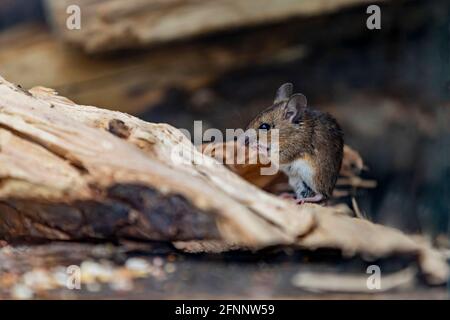 Field mouse. Apodemus sylavaticus also referred to as a Wood mouse, Northampton, England, UK. Stock Photo