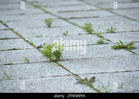 Weed growing in a deserted urban area Stock Photo