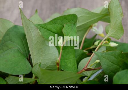 houttuynia cordate fish herb with flower Stock Photo